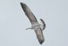 Caspian Gull at Private site with no public access (Steve Arlow) (70165 bytes)